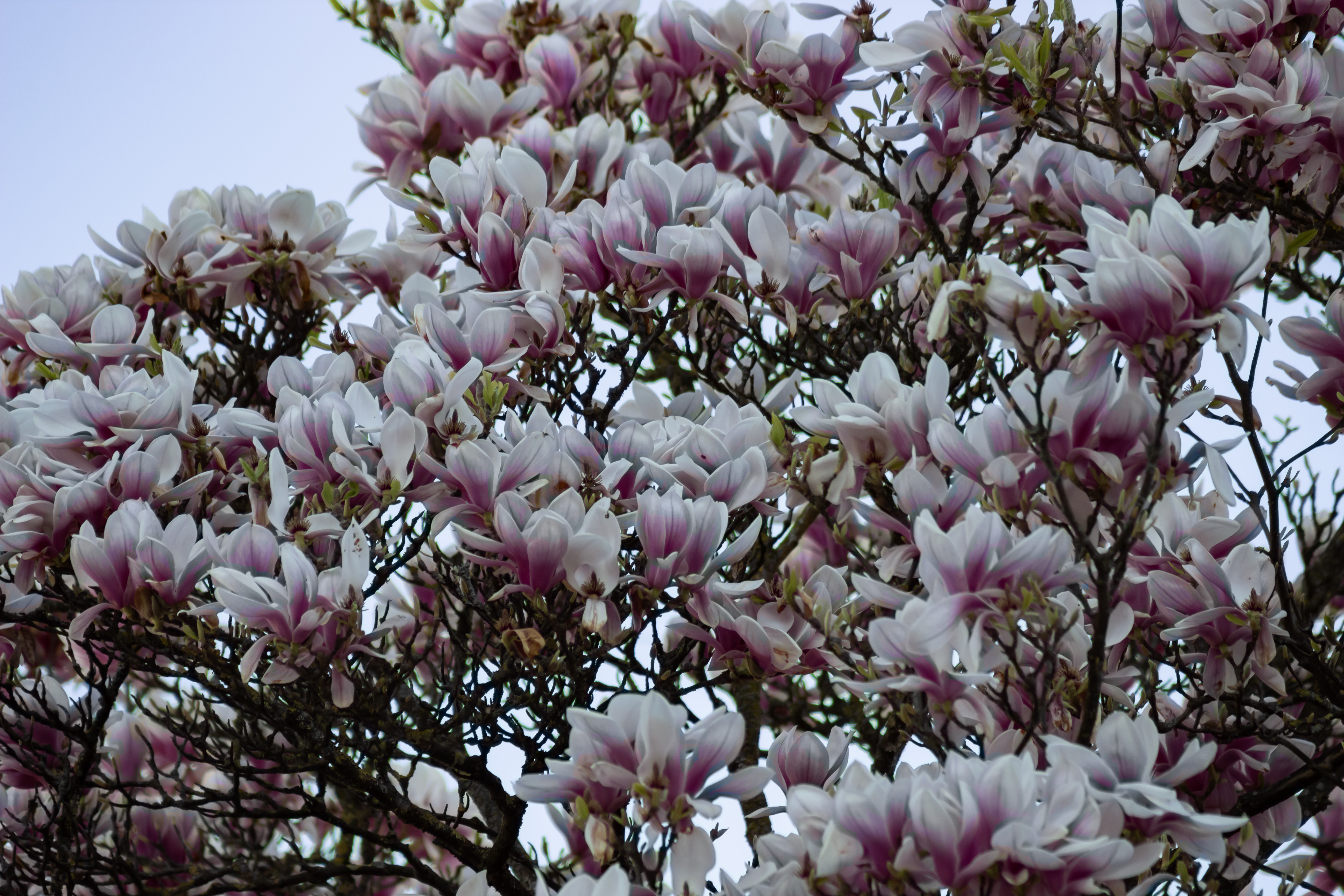 Magnolia